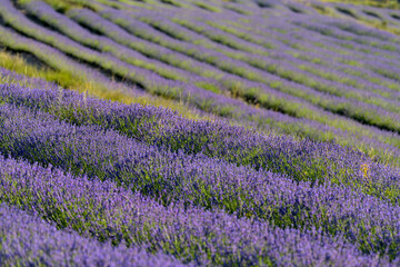FLORES DE LAVANDA