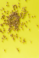 SEMILLAS DE CILANTRO (Coriandrum Sativum)