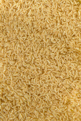 ARROZ (Oryza Sativa)