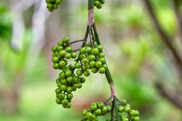Cluster of many unripe Ruffled Fan Palm fruit on plant