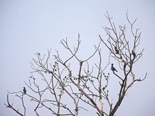Bare tree with a cormorant colony on a cloudy sky in Bourgoyen nature reserve, Ghent, Flanders, Belgium 