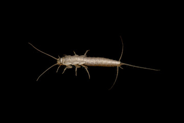 Closeup lateral view silverfish (house pest bug) on dark background