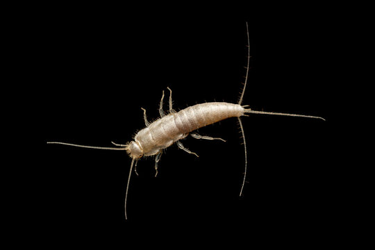 Closeup silverfish (house pest bug) on dark background