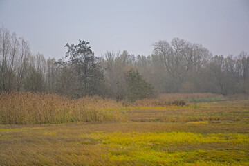 Fototapeta premium Wetlands with reed and bare trees in the fog in Bourgoyen nature reserve, Ghentm Flanders, Belgium 