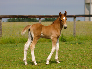 A pretty Suffolk Punch foal in a summer paddock