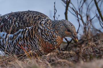 Western capercaillie (Tetrao urogallus)