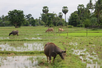 herd of buffalo on the meadow