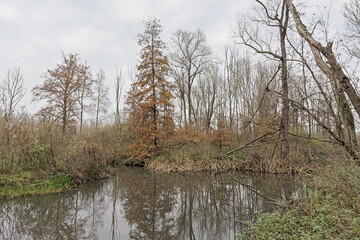 Swamp in the woods with autumnal trees reflecting in the water under a cloudy sky in Latemse Meersen nature reserve, Flanders, Belgium 