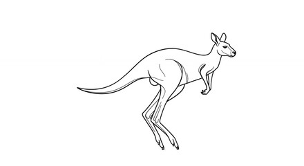 Fototapeta premium Kangaroo line drawing illustration