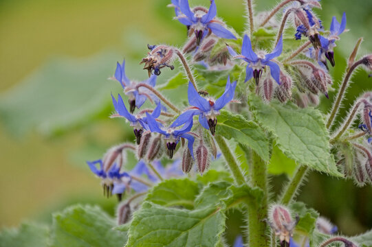 borage plant with bright blue flowers and green edible leaves, selected focus on a bokeh background - Borago officinalis