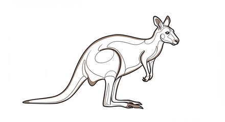 Kangaroo line drawing illustration