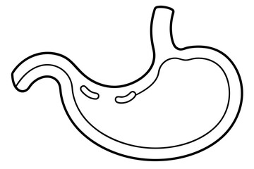 stomach silhouette line art vector illustration with a white background