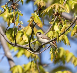 Warbling Vireo