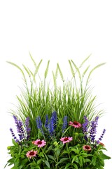 Flowerbed with Ornamental Grass Isolated on White Background &ndash; AI Generated Botanical Illustration