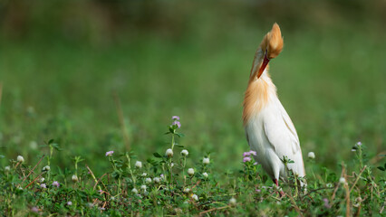 Little Egret (Male - Breeding Plumage)