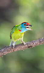 Blue-Throated Barbet