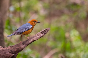 Obraz premium Orange-Headed Thrush
