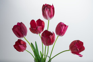 Obraz premium Beautiful bouquet of seven dark pink tulips on a light background. Close-up.