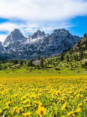 Layered Landscape with Yellow Wildflowers in Valley, Green Hills, Rocky Peaks and Cloudy Sky