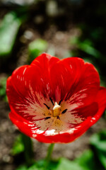 Red tulip with a delicate white center blooming gracefully in a spring garden, surrounded by lush greenery