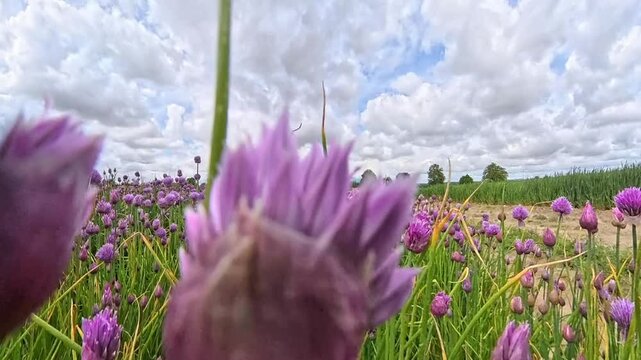 Widok z pozycji owada lecącego z kwiatka na kwiatek  cebulek czosnku na plantacji uprawy szczypiorku. Świeża żywność organiczna. Naturalny pikantny składnik żywności