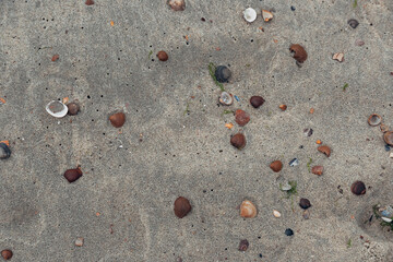 A beach scene with a lot of shells scattered across the sand