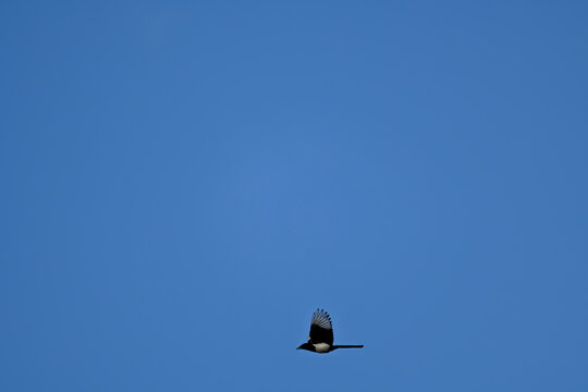 A bird is flying in the sky above a blue sky