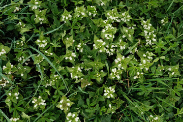 A field of green grass with white flowers