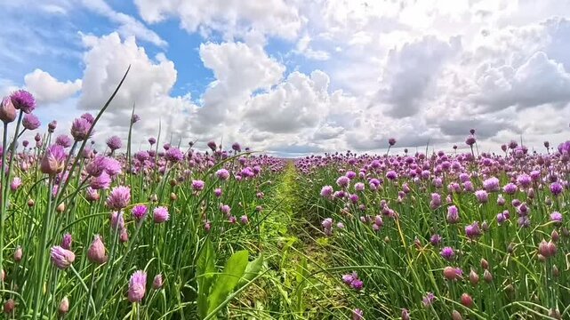 Spacer wśr&oacute;d rzęd&oacute;w kwitnących cebulek czosnku na plantacji uprawy szczypiorku. Świeża żywność organiczna. Naturalny pikantny składnik żywności