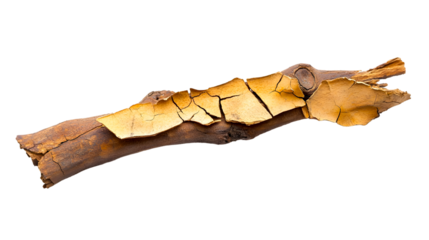 Dead tree isolated on white background, Dead branches of a tree.Dry tree branch