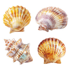 Obraz premium Four seashells of different shapes and colors isolated on a transparent background