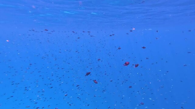 Juvenile Redtoothed triggerfish swimming and feeding near surface of the Indian Ocean of Coral Triangle in Pulau Weh Indonesia