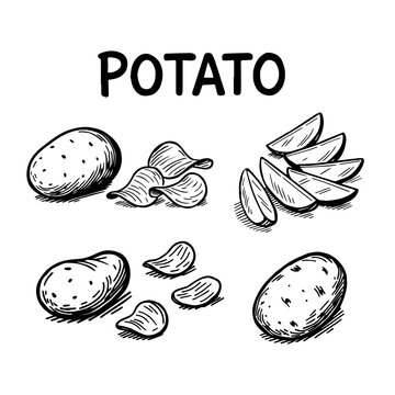 Vector set of potato drawings. Sliced pieces and chips. isolated background