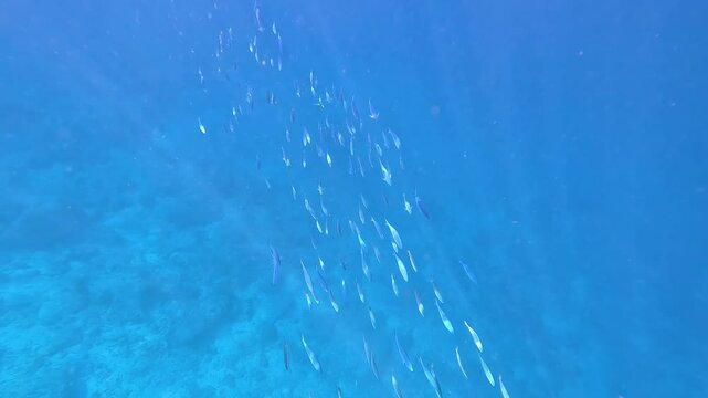 School of fusilier fish swimming in deep blue water over coral reef of Coral Triangle in Pulau Weh Indonesia