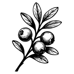 Vector drawing of cranberries. Sketch of a branch of berries hand drawing. for label, poster, print.