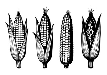 Hand drawn Corn Sketch Illustration