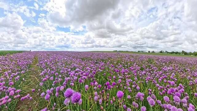 Kwitnące w kolorze fioletowym cebulki czosnku na plantacji uprawy szczypiorku. Świeża żywność organiczna. Naturalny pikantny składnik żywności