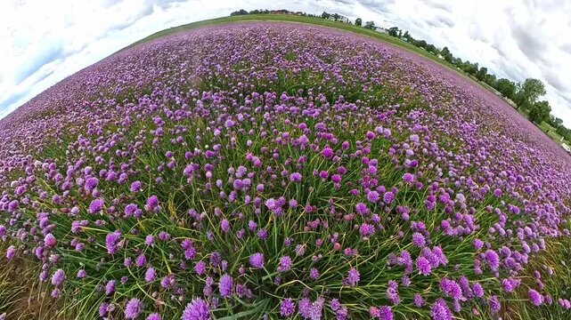 Kwitnące w kolorze fioletowym cebulki czosnku na plantacji uprawy szczypiorku widziane w kamerze sferycznej. Świeża żywność organiczna. Naturalny pikantny składnik żywności