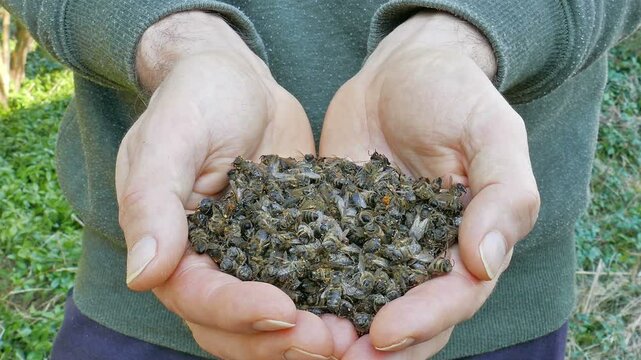 Dead bees. Beekeeper with a hands full of dead bees. Zoom in