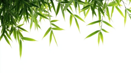 Obraz premium Isolated Bamboo Leaf Arrangement on White Background from Asia with Elegant Border Design