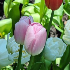 Close-up of soft pink tulip flowers blooming in a garden with green leaves and white flowers in the background. Fresh spring floral scene with natural light, symbolizing beauty, romance, growth, and s