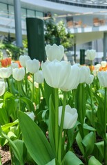 Beautiful white tulips blooming in a garden during springtime. Fresh green leaves and colorful background create a vibrant and peaceful floral scene.