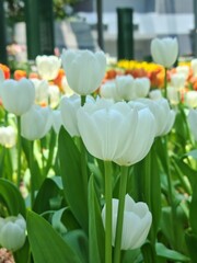 Beautiful white tulips blooming in a garden during springtime. Fresh green leaves and colorful background create a vibrant and peaceful floral scene.