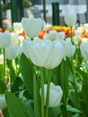 Beautiful white tulips blooming in a garden during springtime. Fresh green leaves and colorful background create a vibrant and peaceful floral scene.