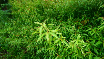 Close-up of lush and fresh green leaves after the rain, showing the natural texture and contrasting colors of the leaves. Suitable for natural background