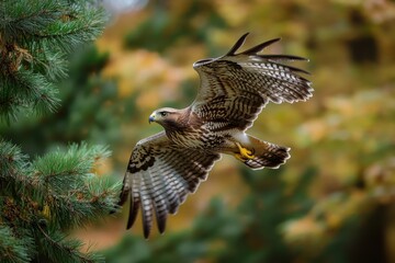 Fototapeta premium Majestic Hawk in Flight Among Spruce Trees: A Wildlife Encounter in the Autumn Wilderness