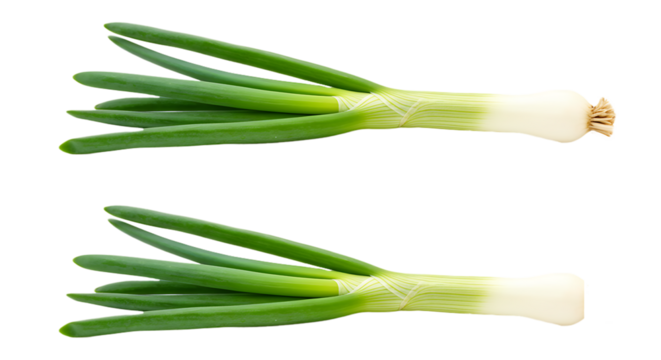 Fresh Scallion Or Green Onions vegetable Unique PNG image with transparent background Top View