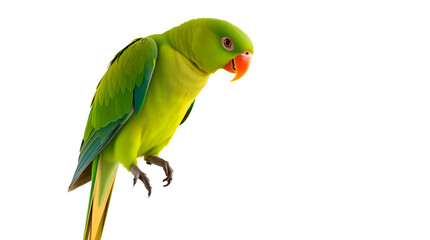 Pastel Portrait of a Colorful Green Parrot with Orange Beak on White Background — Soft Light & Subtle Detail, Generative AI
