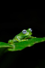 A crystal ghost frog, Hyalinobatrachium pellucidum, blends seamlessly with the green foliage in the humid rainforest environment in Costa Rica