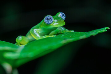Ghost glass frog camouflaged in vegetation, Guapiles, Costa Rica